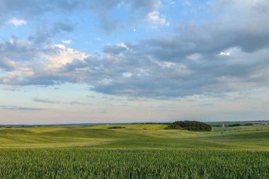 Gün batımında gevrek ve mavi gökyüzü olan canlı yeşil tarlaların yaz manzarası..