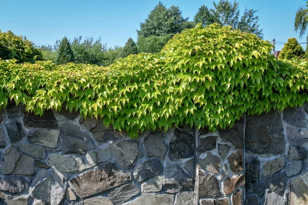 Steinzaun Mit Grünen Efeupflanzen Hintergrund — Stockfoto