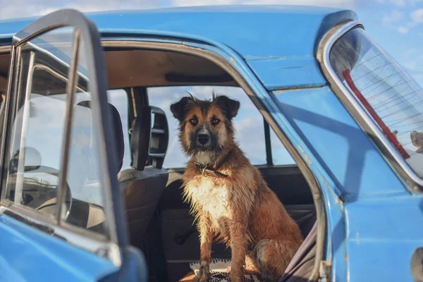 Lovely Dog Looking Out Car Selective Focus Low Dof — Foto Stock