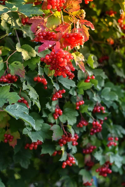 Guelder rose tree with berries at sunset. Selective focus.