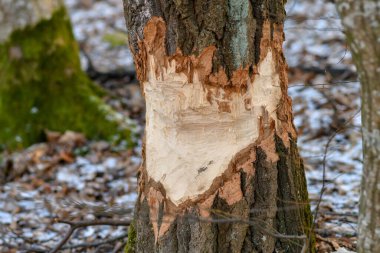 Kışın ormandaki ağaç gövdesi kunduz tarafından ağır hasar görmüş. Seçici odak.  