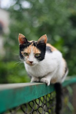 Siyah beyaz kedili şirin sarı çitin kenarında oturuyor. Seçici odak.