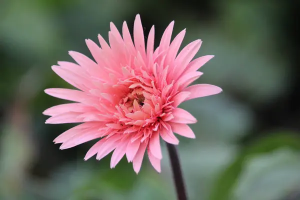 stock image close view of beautiful flower