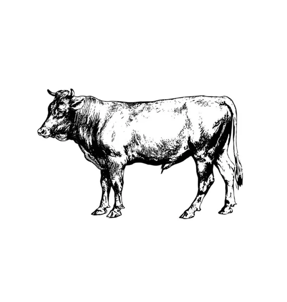 Gravura Detalhada Touro Vaca —  Vetores de Stock