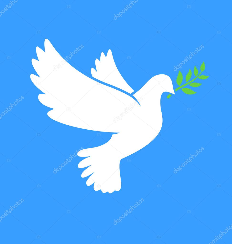 beautiful white peace dove with olive branch