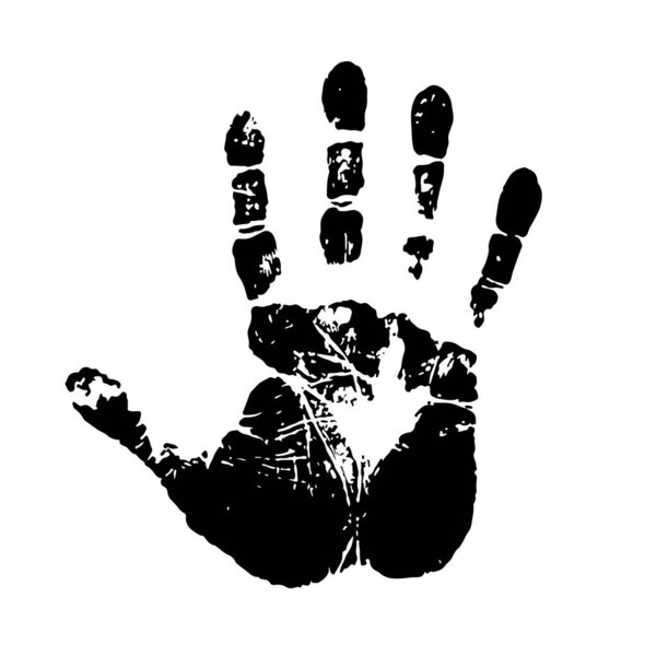 Прекрасный белый голубь с оливковой ветвью