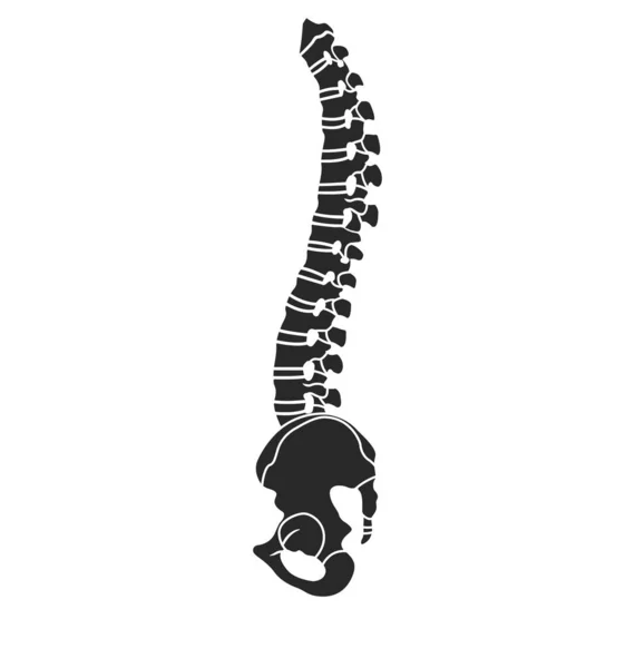 Spine Dan Pelvis Silhouette Sisi Tampilan - Stok Vektor