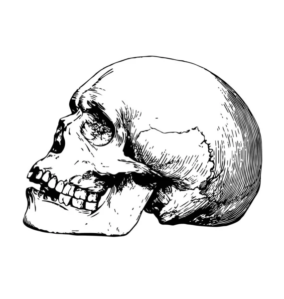Gedetailleerde Menselijke Schedel Ets — Stockvector