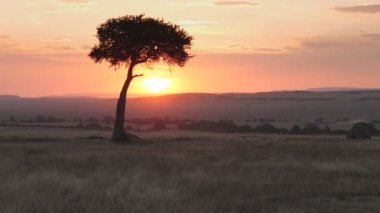 Masai Mara 'da günbatımında geniş açılı bir akasya ağacı görüntüsü.