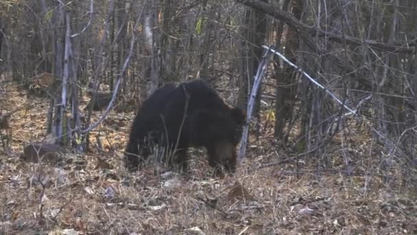 Nyomkövető lövés egy lajhár medve séta tadoba vadrezervátumban — Stock videók