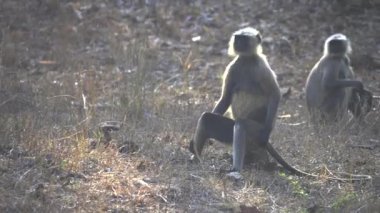 Bebek Gri Langur Hindistan 'da Tadoba' da takla atıyor.