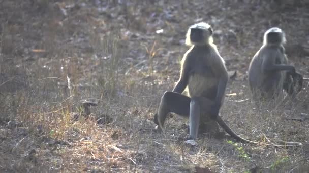 Bebé gris langur hace un salto mortal en tadoba en la India — Vídeo de stock