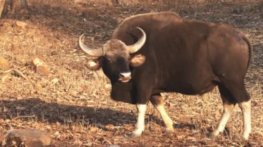 Bir Gaur, Tadoba ve Hari Kaplanı 'nda kameraya bakar.