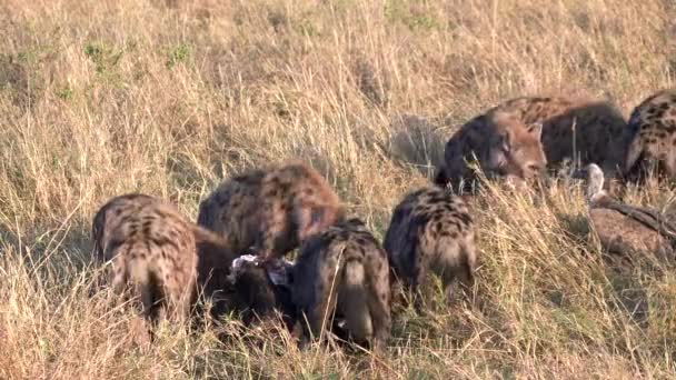 Широкий знімок гієни, що харчується на туші в масаї Мара — стокове відео
