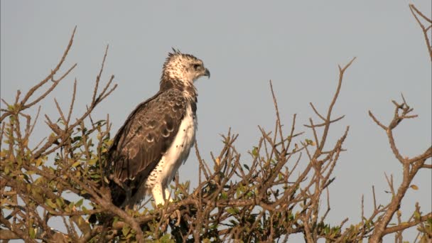 Águila marcial mira a la cámara en masai mara — Vídeos de Stock