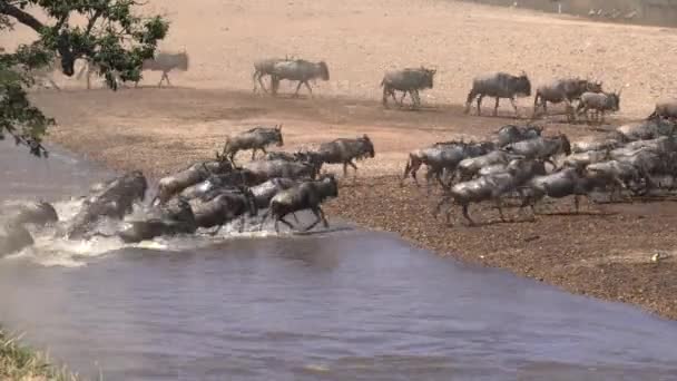Wide view of wildebeest herd crossing the mara river — Stock Video