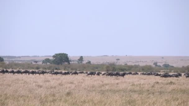 Weitschuss einer Gnu-Herde während der Wanderung in der Masai Mara -4K 60p — Stockvideo