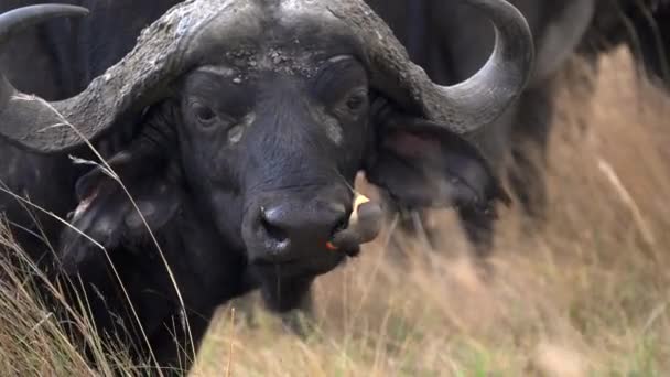 マサイ・マラ保護区のケープ・バッファローの鼻にあるオクスペッカーを閉じて — ストック動画