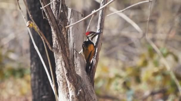 Black rumped woodpecker on a tree trunk at tadoba- 4K 60p — Stock Video
