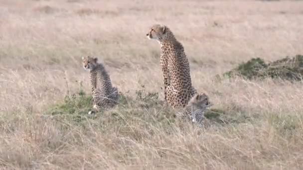 Rear view of a cheetah family at masai mara- 4K 60p — Stock Video