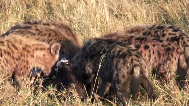 Primer plano de un paquete de hiena alimentándose en masai mara — Vídeo de stock