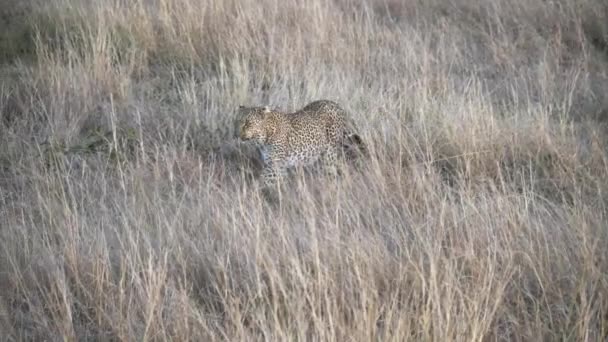 Seitenansicht einer Leopardin, die sich der Masai Mara in Kenia nähert — Stockvideo