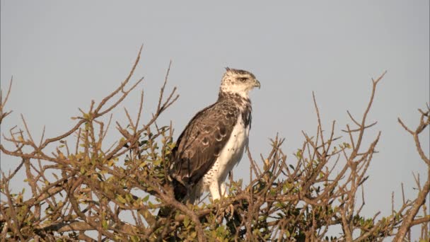 Aquila marziale appollaiata sull'albero a masai mara — Video Stock