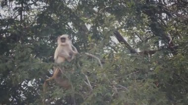 Hindistan 'da Tadoba' da bir ağaçta oturan iki langur- 4K 60p