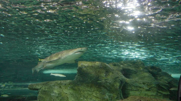 SYDNEY, AUSTRÁLIA - DEC, 10, 2020: uma visão ampla de um tubarão-enfermeiro cinzento em um aquário público — Fotografia de Stock