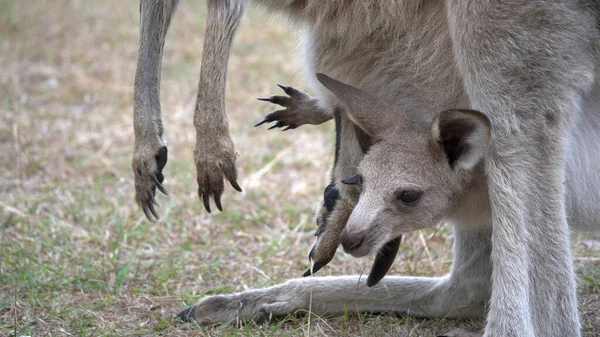 Nahaufnahme eines Kängurus Joey im Beutel seiner Mutter — Stockfoto