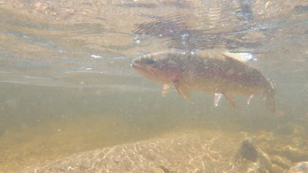 Underwater shot of fighting a rainbow trout in the thredbo river — Stock Photo, Image