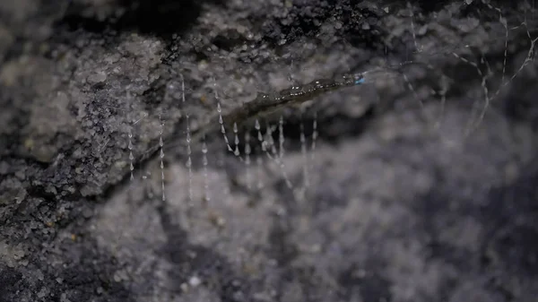 Close up of a glow worm in the disused rail tunnel near litgow — Stock fotografie