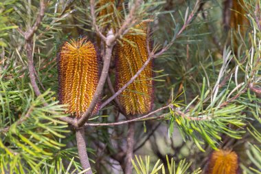 Avusturalya 'nın doğal kır çiçeği olan bir toka çiçeğinin yakınında.