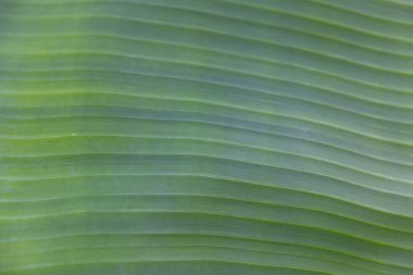 Bir muz yaprağının yatay görüntüsünü kapat
