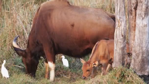 Anak sapi guar melihat ke atas pada kamera ta tadoba di India 4K 60p — Stok Video