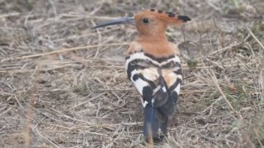 Masai Mara Milli Bankası 'nda garip görünüşlü bir Hupoe kuşu yerde oturuyor.