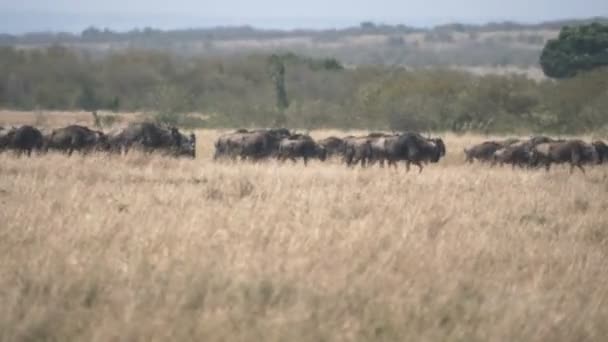 Parte di un branco di gnu durante la migrazione annuale a Masai Mara- 4K 60p — Video Stock