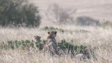Bir çita yavrusu Masai Mara 'da dinlenirken kameraya bakar... 4K 60p