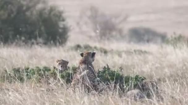 Um filhote de chita olha para a câmera enquanto descansa em Masai mara- 4K 60p — Vídeo de Stock