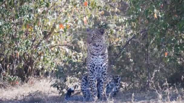 Nahaufnahme eines Leopardenweibchens, das im Schatten an der Masai-Mara sitzt - 4K 60p — Stockvideo