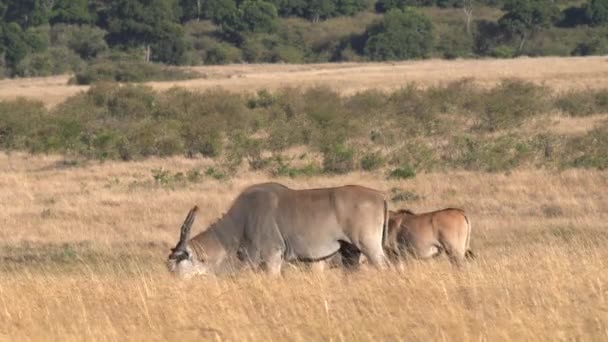 Стадо антилопы в Масаи Мара в Кении — стоковое видео