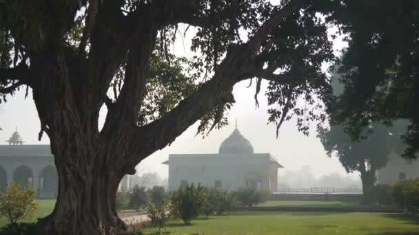 DELHI, INDIA - 15 DE MARZO DE 2019: gran árbol antiguo en los terrenos de la fortaleza roja en la antigua Delhi — Vídeos de Stock
