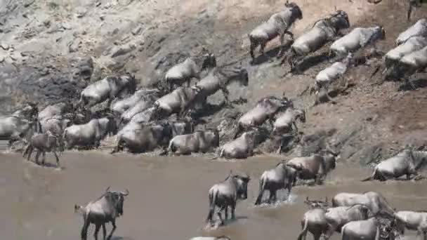 Manada de ñus trepando la orilla del río mara en masai mara- 4K 60p — Vídeo de stock