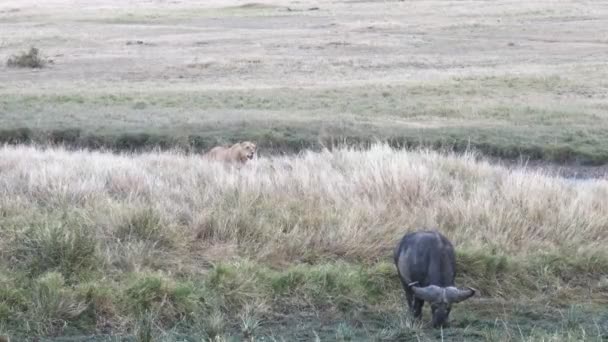 Jovem leão persegue um búfalo africano na reserva nacional de masai mara — Vídeo de Stock