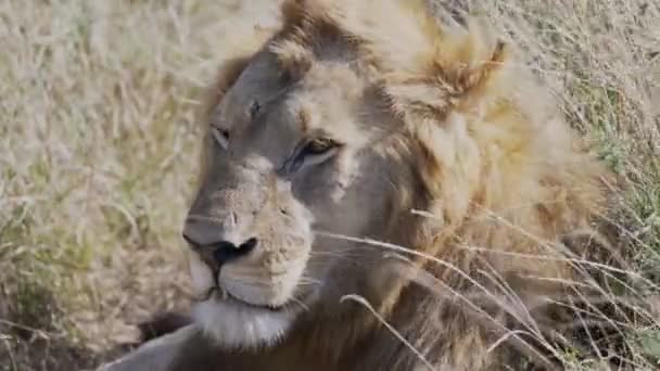A batalha cicatrizou o rosto de um leão macho em serengeti- 4K 60p — Vídeo de Stock
