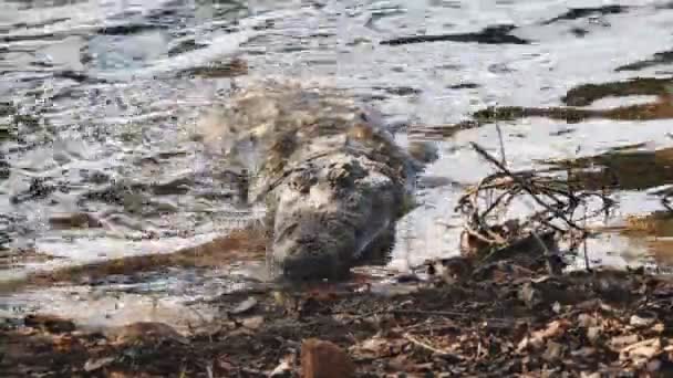 Krokodyl bagienny na brzegu jeziora tadoba w Indiach - 4K 60p — Wideo stockowe