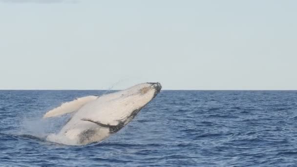 Cámara lenta de una ballena jorobada joven rompiendo en merimbula- 180p — Vídeo de stock
