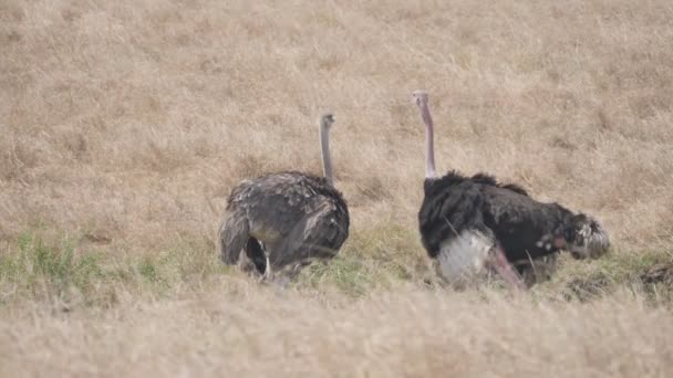 180p slow motion shot van een man weergeven voor een vrouwelijke struisvogel bij masai mara — Stockvideo