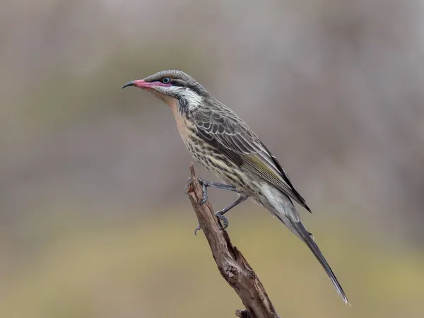 Un mangeur de miel à joues épineuses perché sur une branche à la réserve de gluepot — Photo