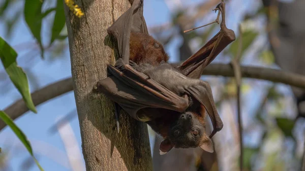 关闭nitmiluk国家公园nitmiluk峡谷的水果蝙蝠 — 图库照片